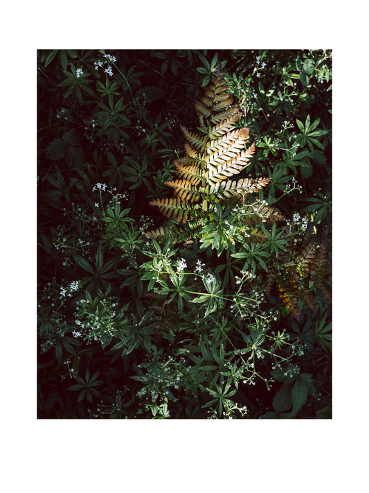 "Farn und Waldmeister" Fine Art Print