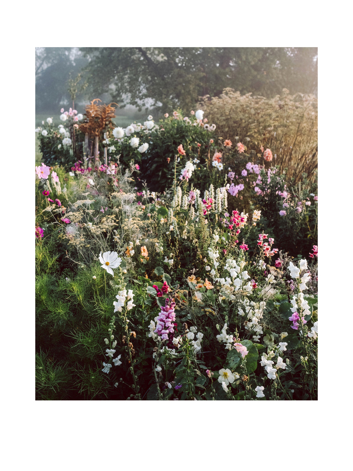 "Kosmeen und Löwenmäulchen" Fine Art Print