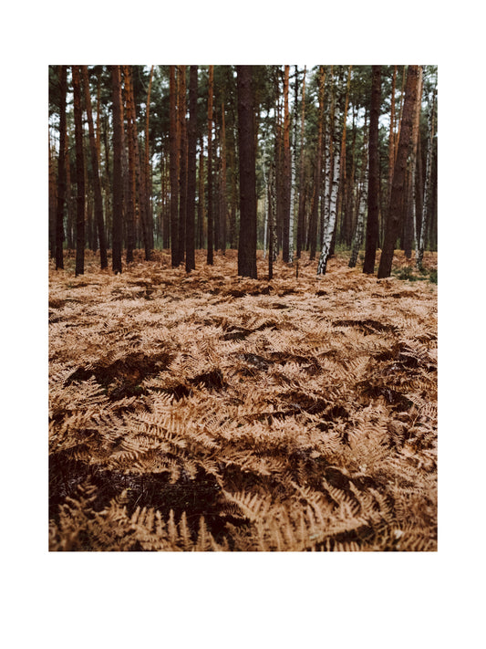 "Adlerfarn" Fine Art Print