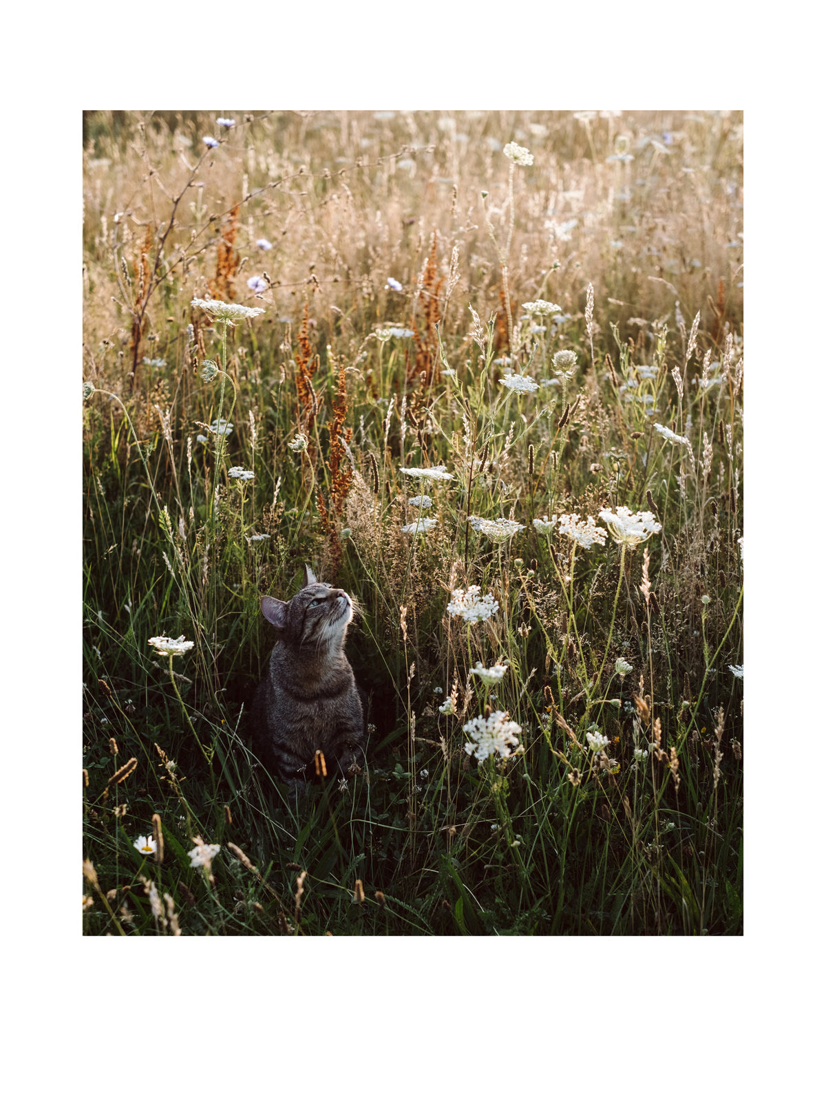 "Kalle in der Blühwiese" Fine Art Print